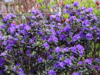 Rhododendron 'Lauretta', 20-25 cm, Rhododendron russatum 'Lauretta', Containerware