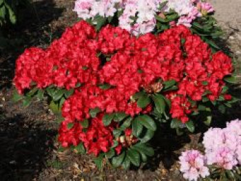 Rhododendron 'Lisetta' ®, 25-30 cm, Rhododendron haematodes 'Lisetta' ®, Containerware