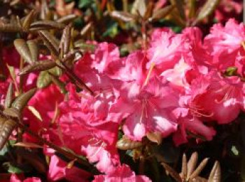 Rhododendron &#8218;Lissabon&#8216;, 30-40 cm, Rhododendron williamsianum &#8218;Lissabon&#8216;, Containerware