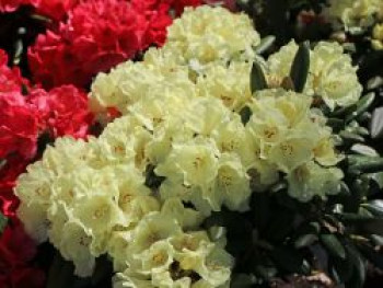 Rhododendron 'Lucinda', 30-40 cm, Rhododendron degronianum subsp. yakushimanum 'Lucinda', Containerware