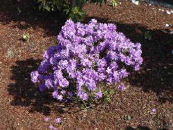 Rhododendron &#8218;Luisella&#8216;, 20-25 cm, Rhododendron impeditum &#8218;Luisella&#8216;, Containerware