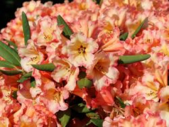 Rhododendron &#8218;Lullaby&#8216;, 25-30 cm, Rhododendron yakushimanum &#8218;Lullaby&#8216;, Containerware