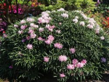 Rhododendron makinoi, 15-20 cm, Containerware