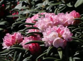 Rhododendron 'Makiyak', 20-25 cm, Rhododendron makinoi 'Makiyak', Containerware