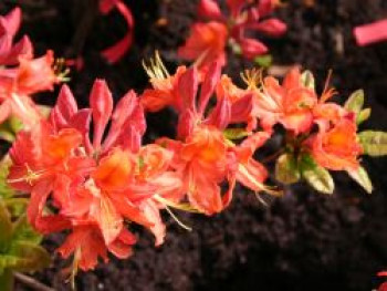 Laubabwerfende Azalee 'Mandarin Lights', 25-30 cm, Rhododendron prinophyllum 'Mandarin Lights', Containerware