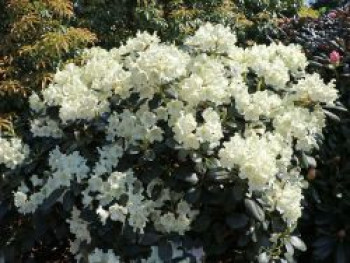 Rhododendron 'Marietta', 20-25 cm, Rhododendron yakushimanum 'Marietta', Containerware