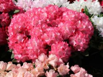 Rhododendron 'Marlis', 20-25 cm, Rhododendron yakushimanum 'Marlis', Containerware