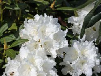Rhododendron 'Minas Snow', 30-40 cm, Rhododendron Hybride 'Minas Snow', Containerware