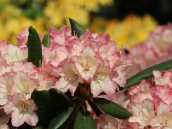 Rhododendron 'Minikin', 20-25 cm, Rhododendron yakushimanum 'Minikin', Containerware