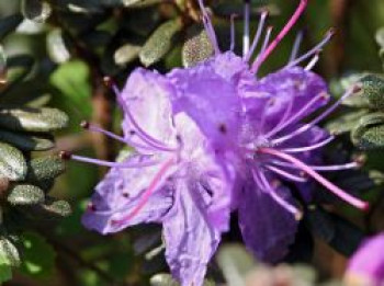 Rhododendron &#8218;Moerheim&#8216;, 20-25 cm, Rhododendron impeditum &#8218;Moerheim&#8216;, Containerware