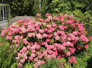 Rhododendron 'Morgenrot', 25-30 cm, Rhododendron yakushimanum 'Morgenrot', Containerware