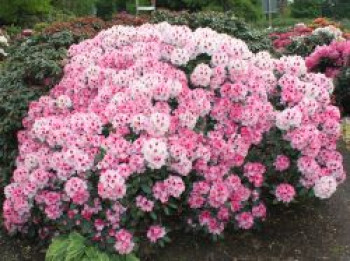 Rhododendron 'Nicoletta' (S), 20-25 cm, Rhododendron yakushimanum 'Nicoletta' (S), Containerware