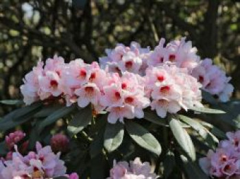 Rhododendron 'Osterschnee', 25-30 cm, Rhododendron praevernum 'Osterschnee', Containerware