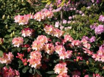 Rhododendron &#8218;Percy Wiseman&#8216;, 25-30 cm, Rhododendron yakushimanum &#8218;Percy Wiseman&#8216;, Containerware