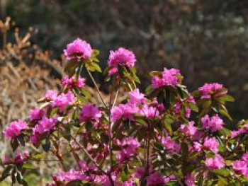 Rhododendron 'P.J.M.Elite', 20-25 cm, Rhododendron carolinianum 'P.J.M.Elite', Containerware