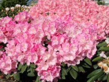 Rhododendron 'Polaris', 20-25 cm, Rhododendron yakushimanum 'Polaris', Containerware