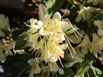 Rhododendron 'Princess Anne', 30-40 cm, Rhododendron hanceanum 'Princess Anne', Containerware