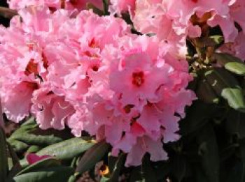 Rhododendron 'Principessa', 25-30 cm, Rhododendron yakushimanum 'Principessa', Containerware