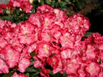 Rhododendron 'Priscilla', 20-25 cm, Rhododendron yakushimanum 'Priscilla', Containerware