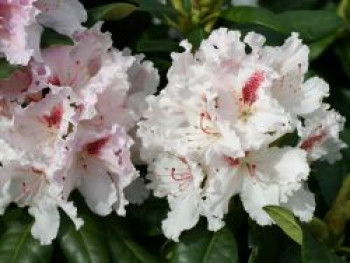 Rhododendron 'Progres', 25-30 cm, Rhododendron Hybride 'Progres', Containerware