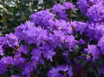 Rhododendron 'PURPLE PILLOW' ®, 20-25 cm, Rhododendron russatum 'PURPLE PILLOW' ®, Containerware