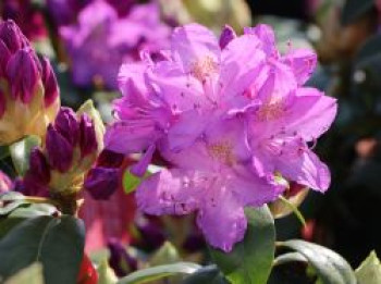 Rhododendron 'Purpureum Grandiflorum', 30-40 cm, Rhododendron Hybride 'Purpureum Grandiflorum', Containerware