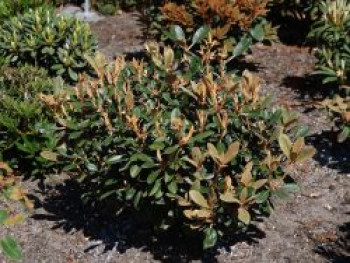 Rhododendron 'Queen Bee', 40-60 cm, Rhododendron tsariense 'Queen Bee', Containerware