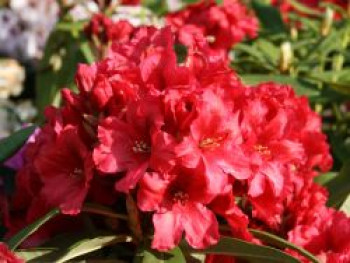 Rhododendron 'Rabatz' ®, 30-40 cm, Rhododendron Hybride 'Rabatz' ®, Containerware