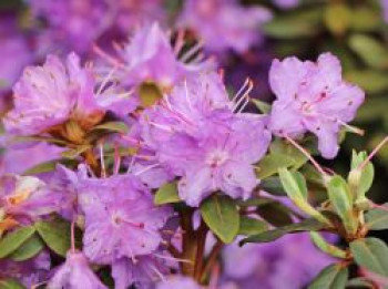 Rhododendron &#8218;Ramapo&#8216;, 20-25 cm, Rhododendron impeditum &#8218;Ramapo&#8216;, Containerware