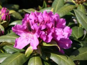 Rhododendron &#8218;Rasputin&#8216;, 30-40 cm, Rhododendron Hybride &#8218;Rasputin&#8216;, Containerware