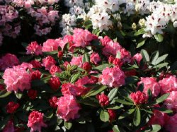 Rhododendron &#8218;Rendezvous&#8216;, 20-25 cm, Rhododendron yakushimanum &#8218;Rendezvous&#8216;, Containerware