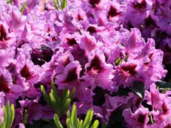 Rhododendron 'Rhododendronpark Graal-Müritz', 40-50 cm, Rhododendron Hybride 'Rhododendronpark Graal-Müritz', Containerware