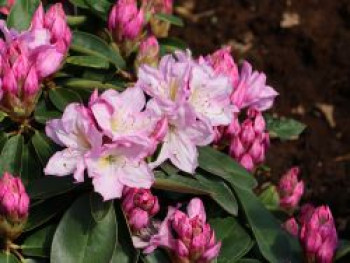 Rhododendron 'Rosé Duft', 30-40 cm, Rhododendron Hybride 'Rose Duft', Containerware