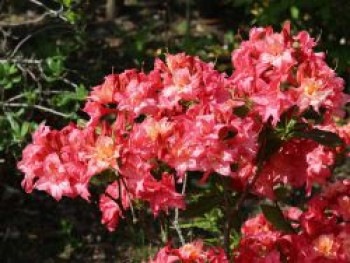 Laubabwerfende Azalee 'Rosenköpfchen', 30-40 cm, Rhododendron mixtum 'Rosenköpfchen', Containerware