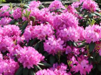 Rhododendron 'Roseum Pink', 30-40 cm, Rhododendron Hybride 'Roseum Pink', Containerware