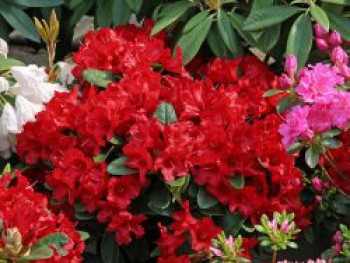 Rhododendron 'Rotkäppchen', 20-25 cm, Rhododendron repens 'Rotkäppchen', Containerware