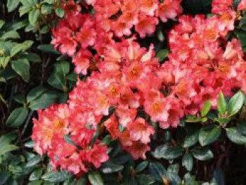 Rhododendron 'Sasonade', 20-30 cm, Rhododendron yakushimanum 'Sasonade', Containerware