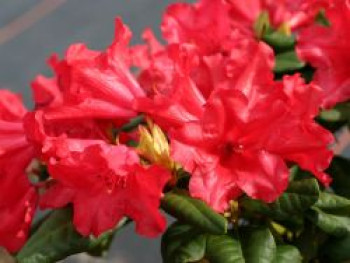 Rhododendron 'Scarlet Wonder', 15-20 cm, Rhododendron repens 'Scarlet Wonder', Containerware