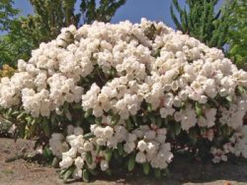 Stockrosen &#8218;Chaters Double Red&#8216;