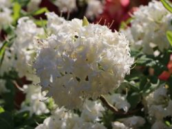 Laubabwerfende Azalee 'Schneeköpfchen', 40-50 cm, Rhododendron mixtum 'Schneeköpfchen', Containerware