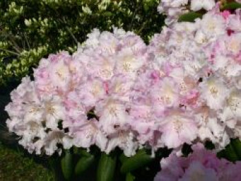 Rhododendron 'Schneekrone', 20-25 cm, Rhododendron yakushimanum 'Schneekrone', Containerware