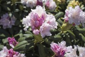 Rhododendron &#8218;Schneewolke&#8216;, 25-30 cm, Rhododendron yakushimanum &#8218;Schneewolke&#8216;, Containerware