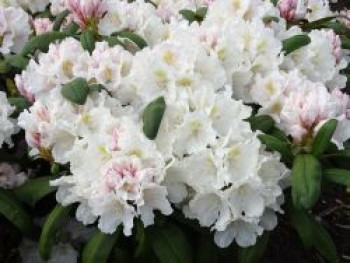 Rhododendron 'Schwanensee', 25-30 cm, Rhododendron yakushimanum 'Schwanensee', Containerware