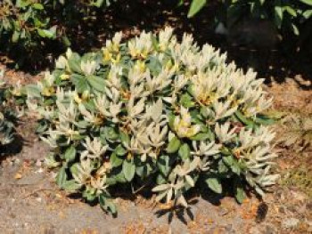 Rhododendron 'Silbervelours', 15-20 cm, Rhododendron pachysanthum 'Silbervelours', Containerware