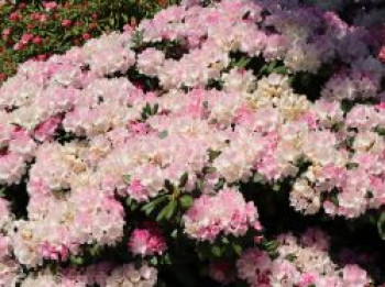 Rhododendron 'Silberwolke', 20-25 cm, Rhododendron yakushimanum 'Silberwolke', Containerware