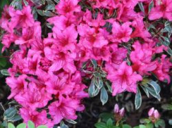 Rhododendron 'Silver Sword', 10-15 cm, Rhododendron obtusum 'Silver Sword', Topfware
