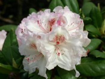 Rhododendron 'Simona', 30-40 cm, Rhododendron Hybride 'Simona', Containerware