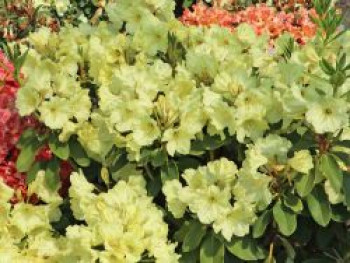 Rhododendron 'Simson', 30-40 cm, Rhododendron Hybride 'Simson', Containerware