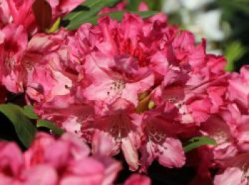 Rhododendron 'Sneezy', 25-30 cm, Rhododendron yakushimanum 'Sneezy', Containerware