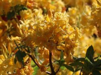 Rhododendron 'Sonnenköpfchen', 30-40 cm, Rhododendron mixtum 'Sonnenköpfchen', Containerware